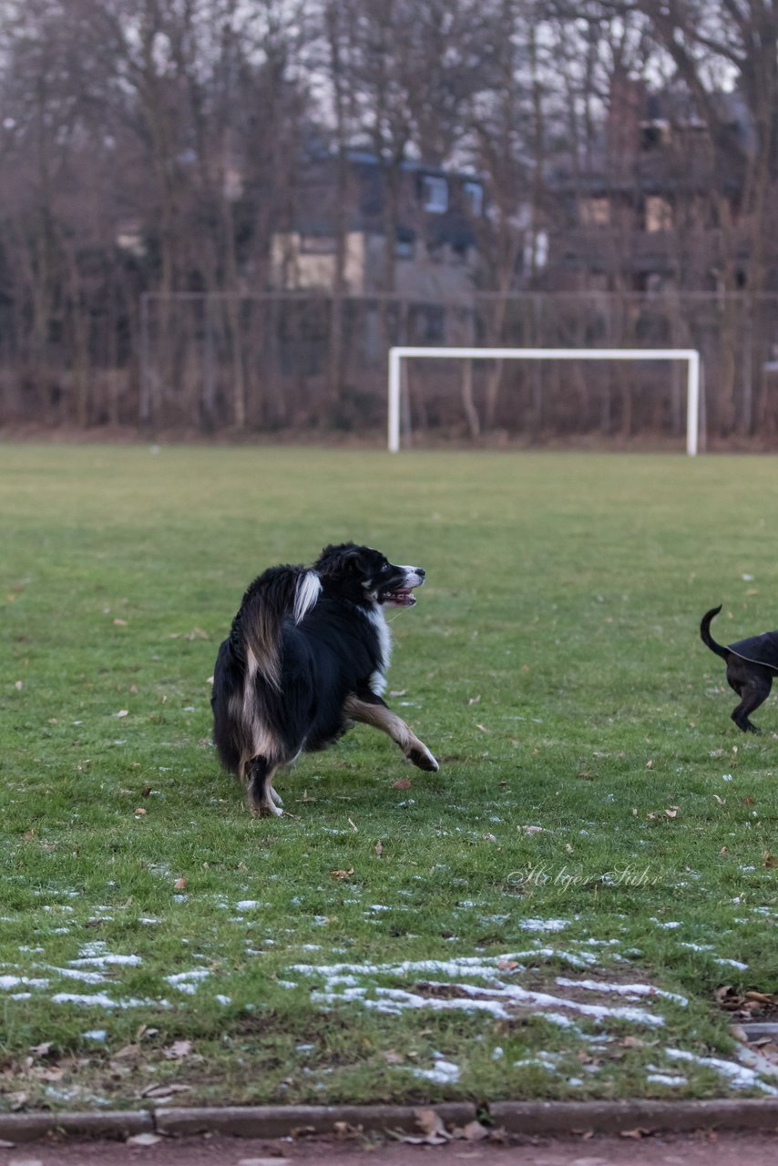 Bild 99 - Hundeshooting